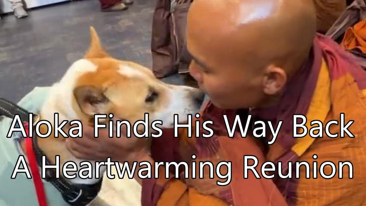 Aloka Finds His Way Back 🐾 A Heartwarming Reunion