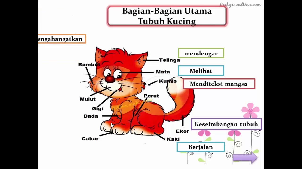 Bagian Bagian Telinga Dan  Fungsinya  Ipa Sd Berbagai 