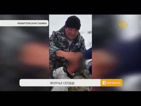 Казахстанцев шокировали кадры, на которых охотники поедают сырое волчье сердце