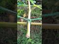 The knot used in Agricultural farms is very Effective and Reliable!!