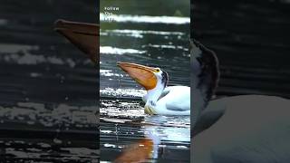 Precision Strike - A fishing Pelican
