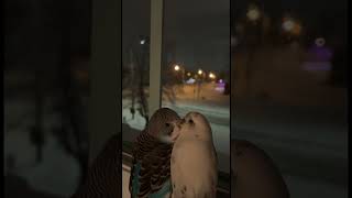 Bonding Budgies Keep Each Other Warm in Their First Winter Together