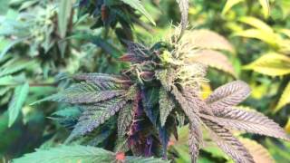 Colorado Compassionate Farms S4E6 home stretch