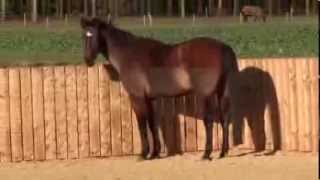 Libertin Free Schooling