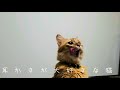 耳かきが大好きな猫