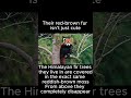 Giant Pandas Are Named After THIS Animal 😱🐼 #redpanda #panda #animalfacts #shorts #nature