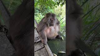 Xingxing's Little Eyes, So Funny. #Monkey #Cute #Monkeyxingxing #Lovely #Animals