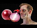 12 Health Benefits Of Eating Raw Onions Every Day 