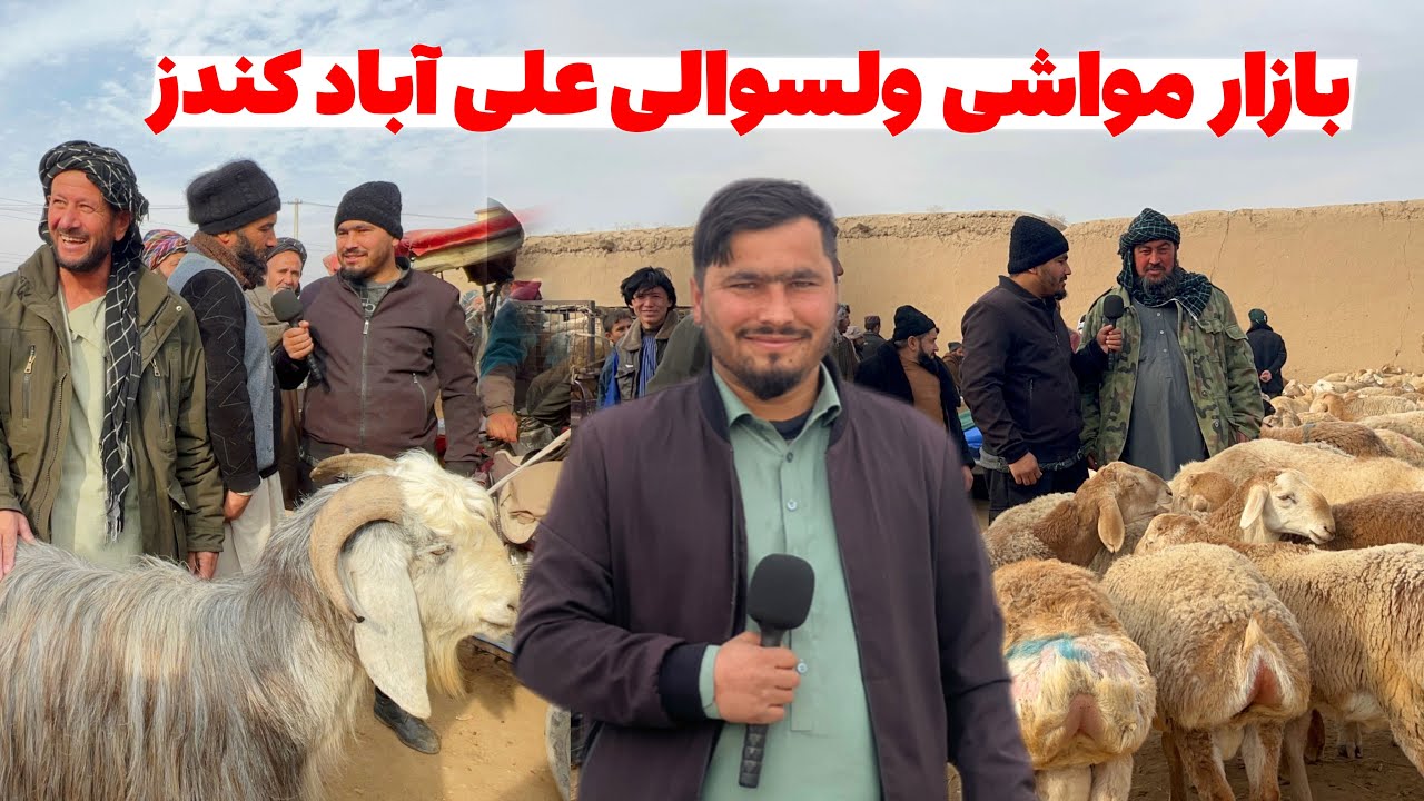 بازار مواشی ولسوالی علی‌آباد کندز| قمیت گوسفند گوشتی،بز گوشتی@OmarKhanKhatab 