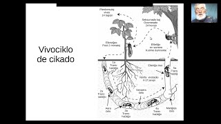 Cikadoj: La sono de somero en mia ĝardeno