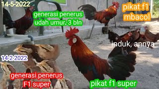 Ternak Ayam Hutan Merah Sumatra  Generasi Penerus F1 Super