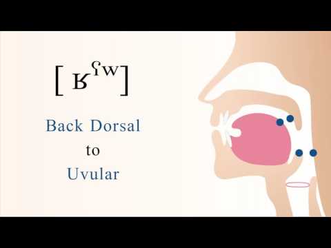 [ ʁˤʷ ] voiced pharyngealized labialized dorsal uvular non sibilant fricative