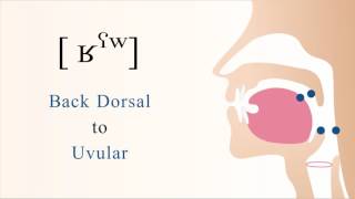 [ ʁˤʷ ] voiced pharyngealized labialized dorsal uvular non sibilant fricative