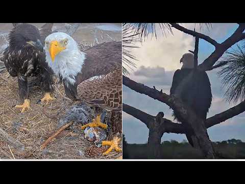 SWFL Eagles ~M15 FEEDS & TAKES CARE Of E26 While WAITING & LOOKING For F23! UPDATE FROM SWFEC 3.1.26