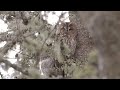 Beginning of video