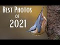 My Favourite 21 Wildlife Photos of 2021 | OM System | Relaxing Music & Nature