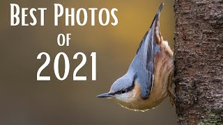 My Favourite 21 Wildlife Photos of 2021 | OM System | Relaxing Music & Nature