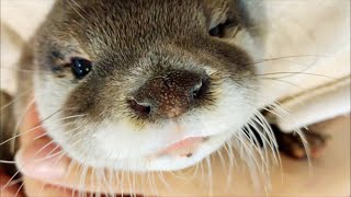 Staring at the otter [Otter life Day 54] カワウソをただひたすら見つめる