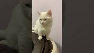 2023091601 胖弟眯眯眼
