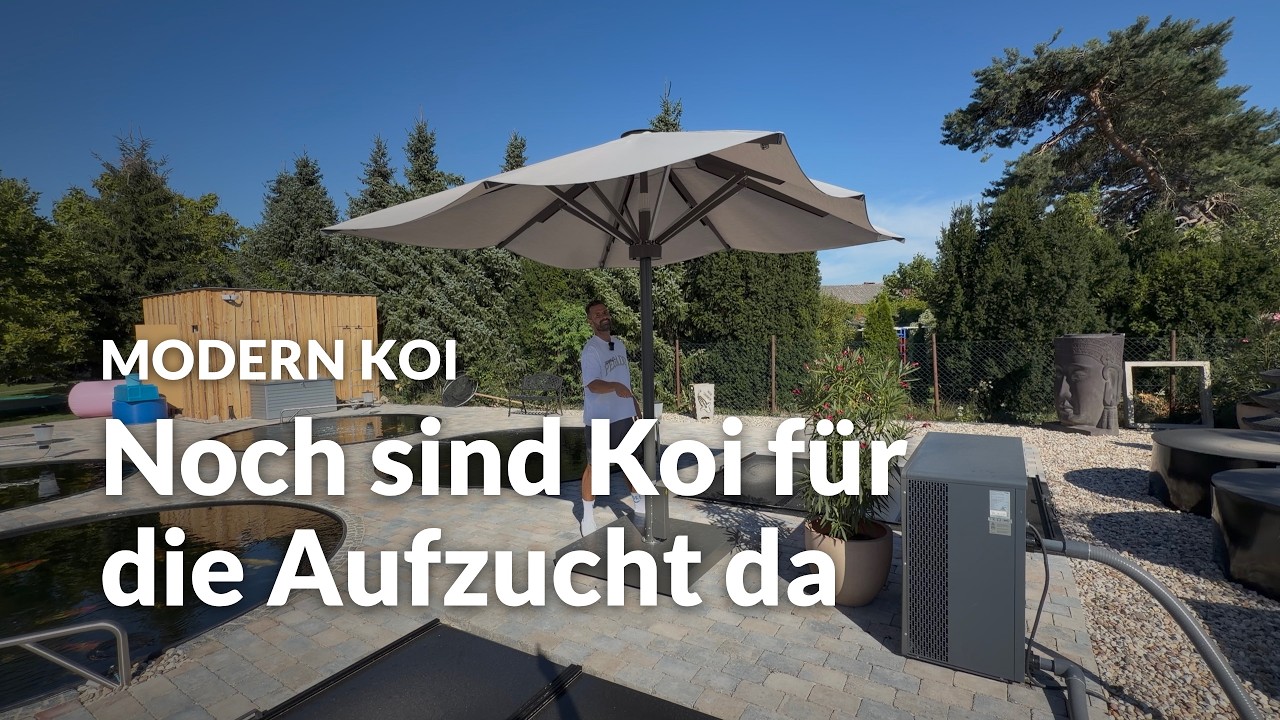 Zu Besuch bei Matze bei Koi Zossen: So lief die Saison | Modern Koi Blog #8325