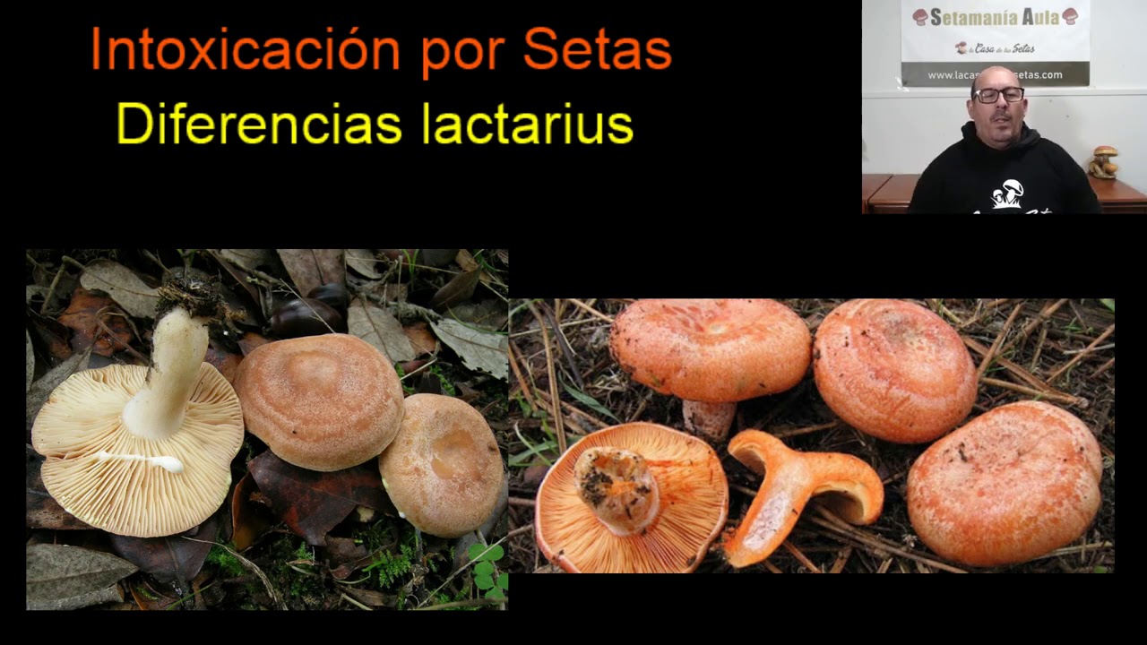 Lactarius Comestibles y Tóxicos: Guía Esencial para su Identificación | Setas 2025 | Setamania Aula