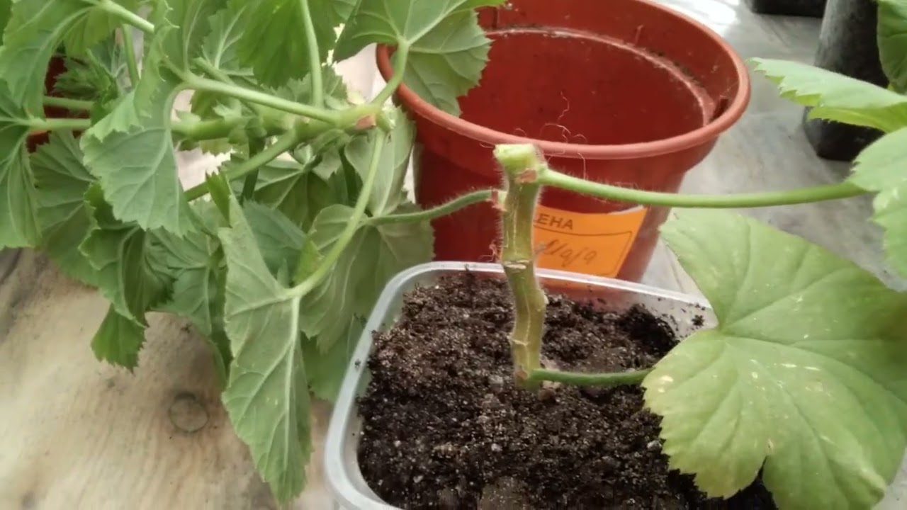 #61.Работа с черенками королевской пеларгонии, черенкование.