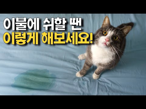 고양이가 이불 위에 소변 실수를 할 때!