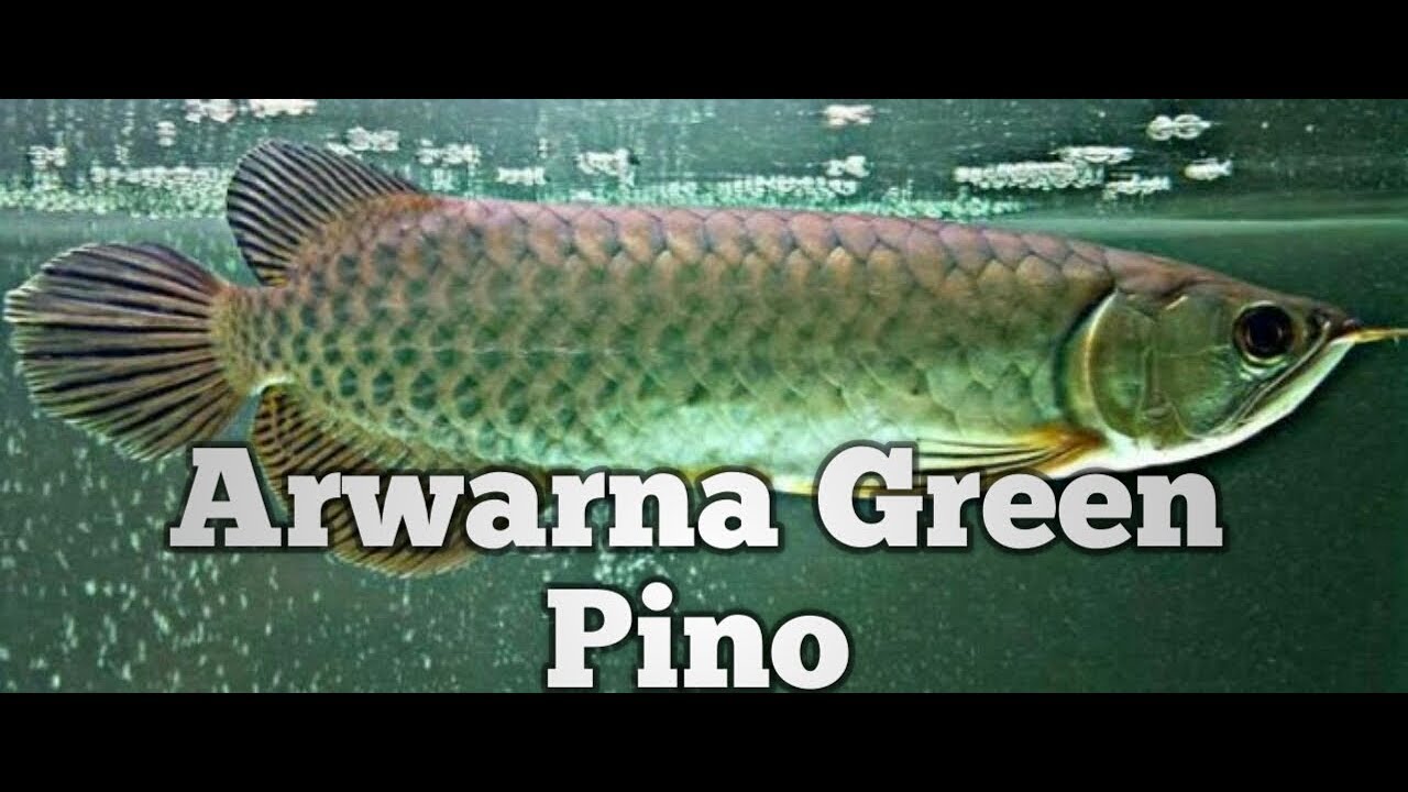 UNTUNG APA GA IA BELI ARWANA GOLDEN PINO ARWANA GREEN PINO 