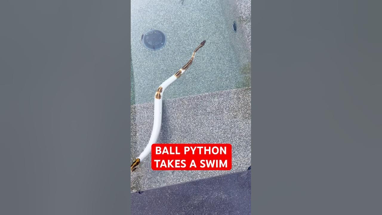 BALL PYTHON TAKES A SWIM😍 - YouTube