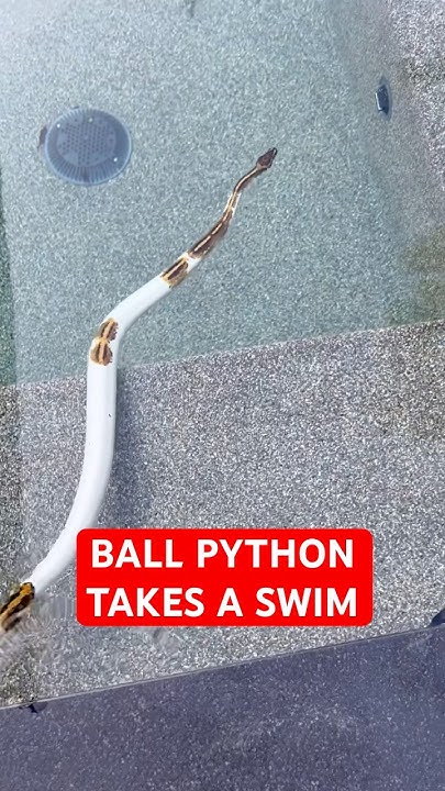 BALL PYTHON TAKES A SWIM😍 - YouTube