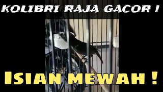 Masteran Kolibri Raja/King Konin Gacor ! !