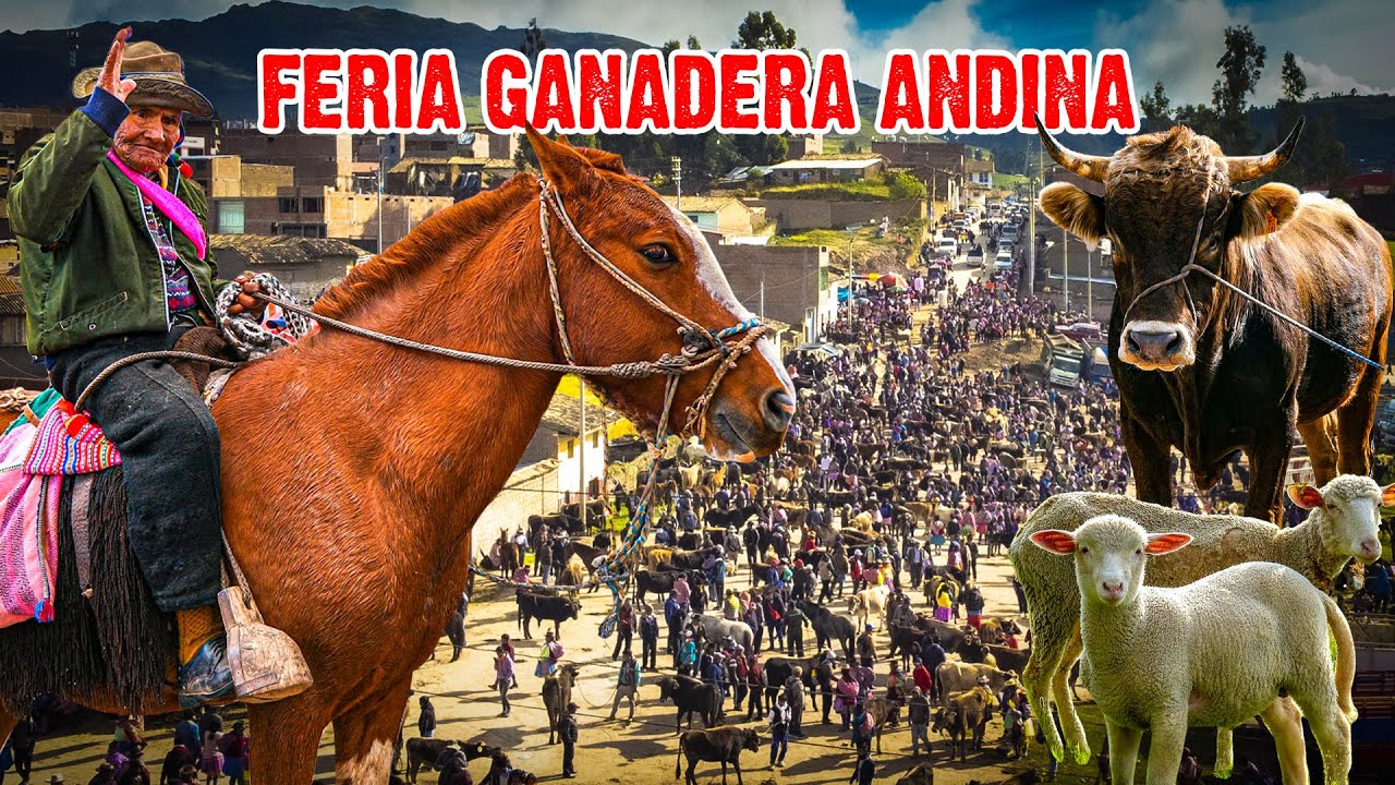 Un viaje al corazón de la CULTURA GANADERA andina, la feria más grande del Perú | PAUCARÁ