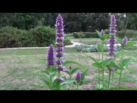 Purple giant hyssop (agastache rugosa) in mid August