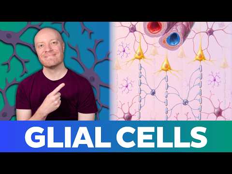 Glial Cells Explained: The 4 Types You NEED to Know