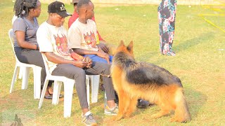 Beautiful 😍💓 German Shepherds in the ring #viral #subscribe #trending #my #fypシ #dog #doglover by DogTv Uganda 451 views 11 months ago 1 minute, 39 seconds