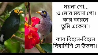 Video thumbnail of "Oo Mor Moyna Go (Lyrics) |♥ Lata Mangeshkar | ও মোর ময়না গো (lyrics) | লতা মঙ্গেশকর"