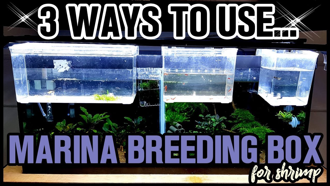 AMAZING MUST HAVE TOOL FOR SHRIMP KEEPERS! MARINA BREEDING BOX YouTube