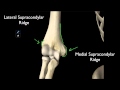 Understanding the Distal Humerus