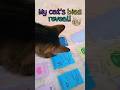 Bias reveal! 😍 #kpop #bias #meovv #funnyshorts #catvideos