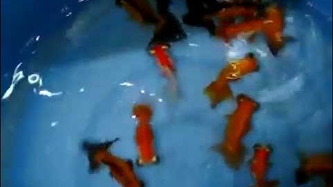 Butterfly moor goldfish of TRONJAVA