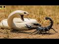 Two Venom-Carrying Creatures Clash – A Fierce Battle for Survival!