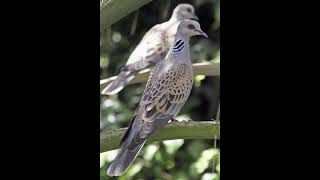 Turtle Dove Bird Sound screenshot 4