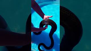 Beautiful Reticulated Python Out For A Swim