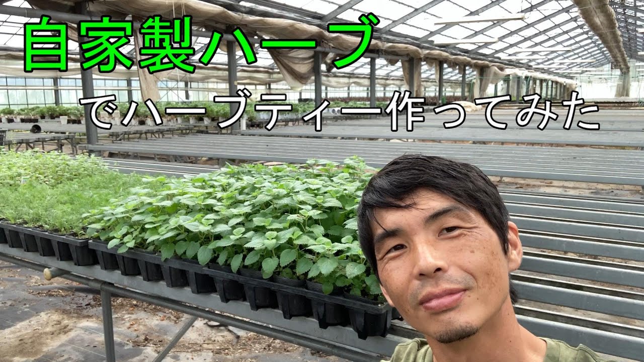 農家が自家製ハーブでハーブティー作ってみた【レモンバーム、ミント、タイム】飲み比べ