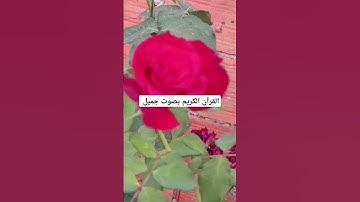 القرآن الكريم بصوت جميل #عبدالعزيز_سحيم #تلاوات_خاشعة #سورة_يوسف #اكسبلور #qoraniyat423 #quran