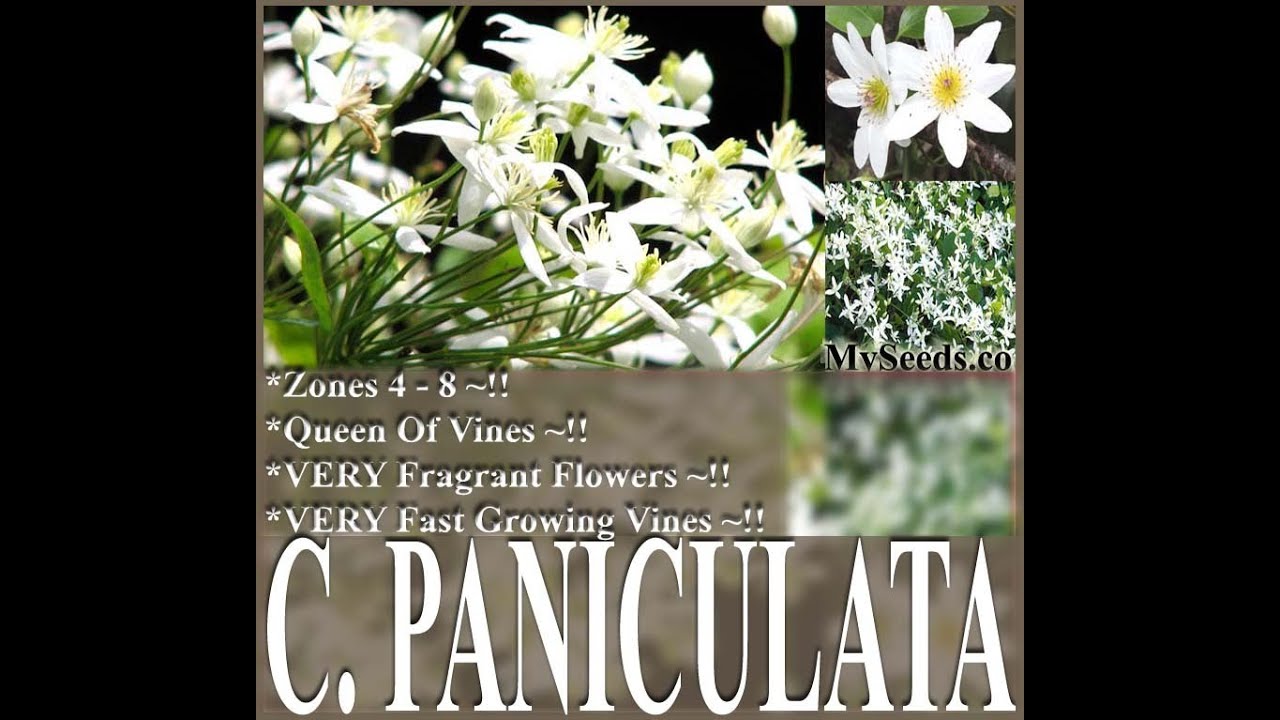 SWEET AUTUMN CLEMATIS Seeds Clematis paniculata FLOWER SEEDS on www