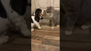Ouch murphy dogsoftiktok bassethound