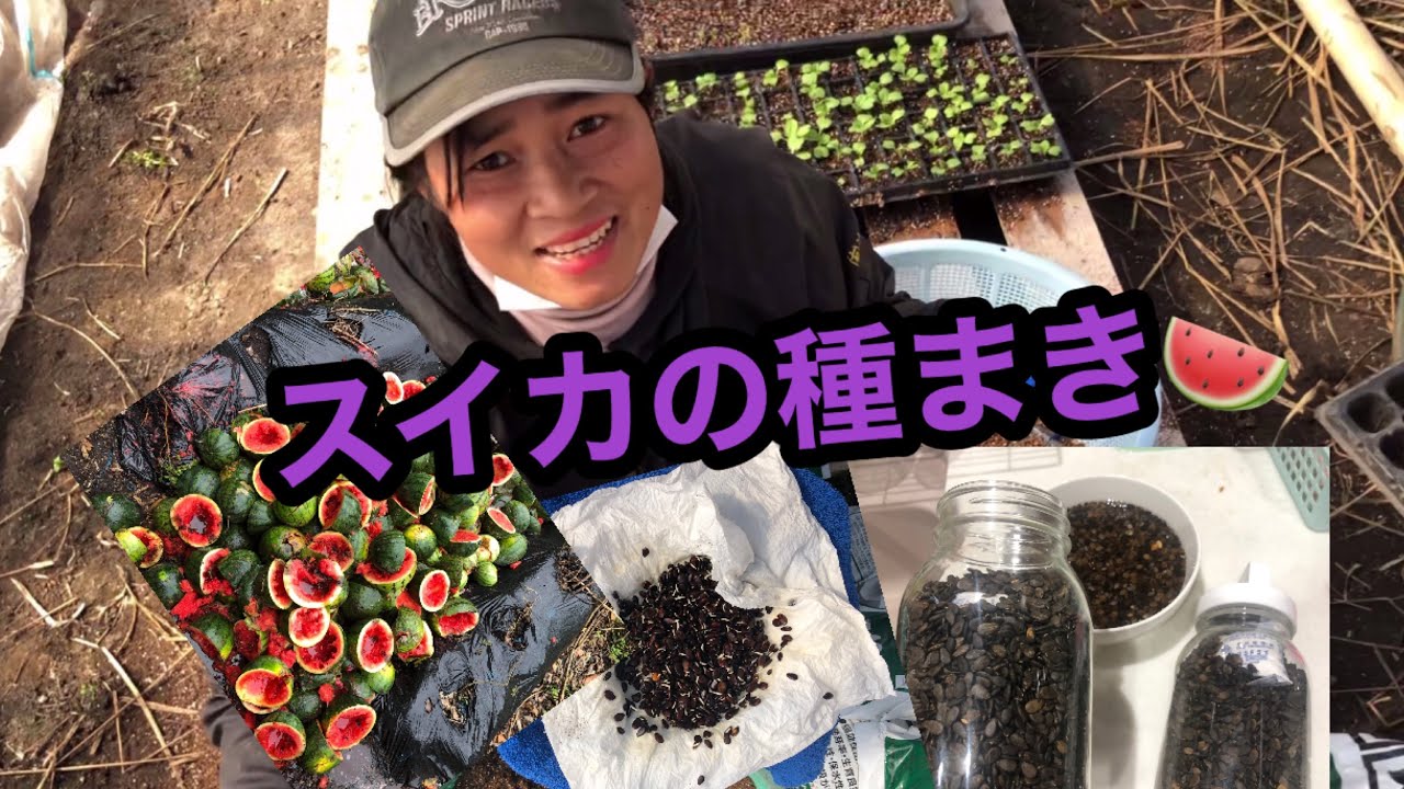 【家庭菜園】スイカの種からスイカの苗を作る【日本の農業】