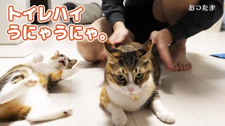 普段と違ってトイレハイの時にはうにゃうにゃが止まらなくなる猫。