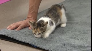 WEB EXTRA: Kitten Yoga